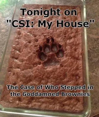 Super Funny Animal Pics 025