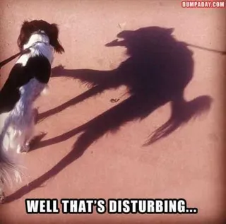 Super Funny Animal Pics 037