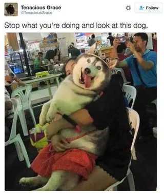 New Funny Animal Pictures Youre Going To Love 2025