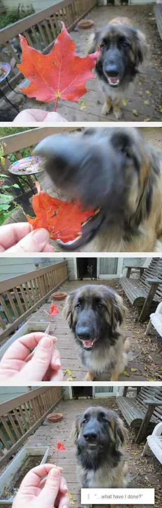 New Funny Animal Pictures Youre Going To Love 2028