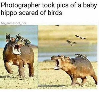 Really Funny Pictures 3006