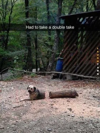 Really Funny Pictures 3008