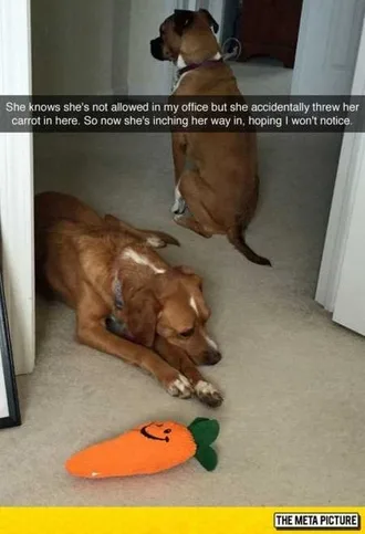 Funny Animals Cant Stop Laughing 102