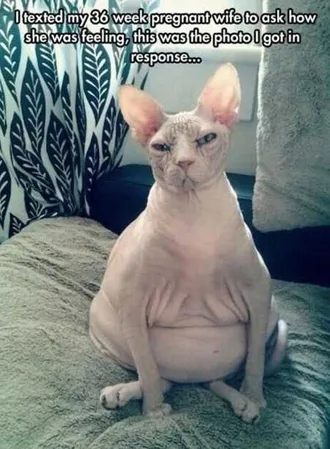 Funny Animals Cant Stop Laughing 103