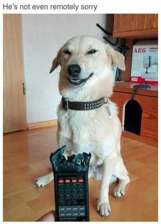 Funny Animals Cant Stop Laughing 104