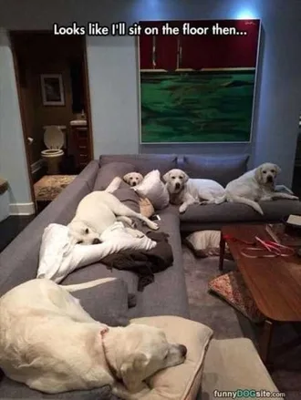 Funny Animals Cant Stop Laughing 105