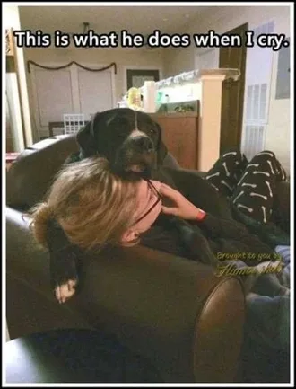 Funny Animals Cant Stop Laughing 107