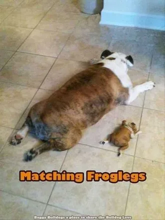 Funny Animals Cant Stop Laughing 109
