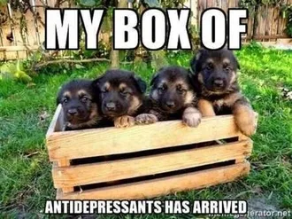 Funny Animals Cant Stop Laughing 110