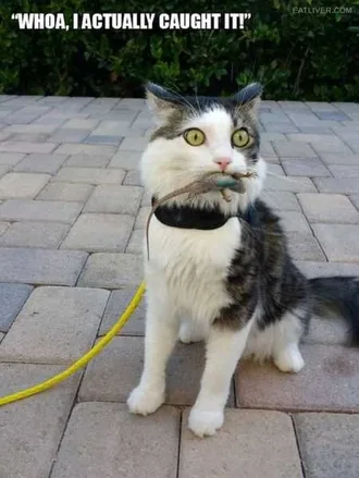 Funny Animals Cant Stop Laughing 111