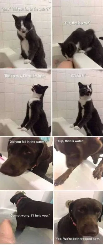 Funny Animals Cant Stop Laughing 113