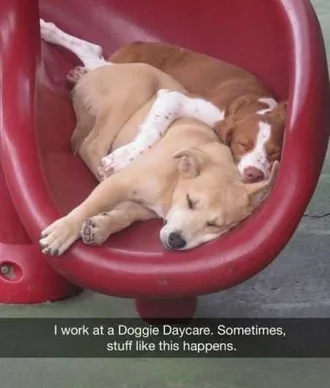Funny Animals Cant Stop Laughing 115