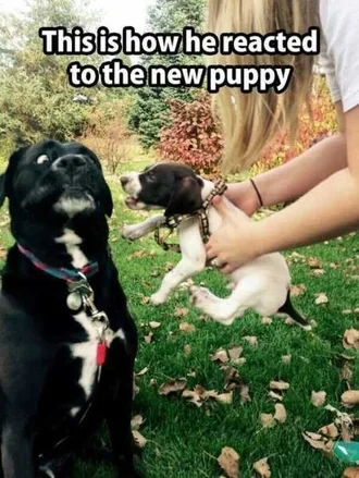 Funny Animals Cant Stop Laughing 116