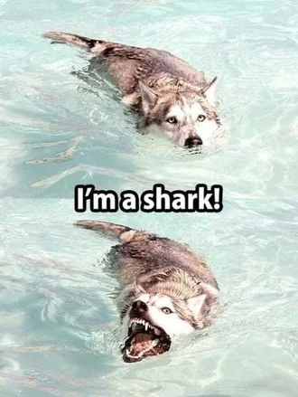 Funny Animals Cant Stop Laughing 117