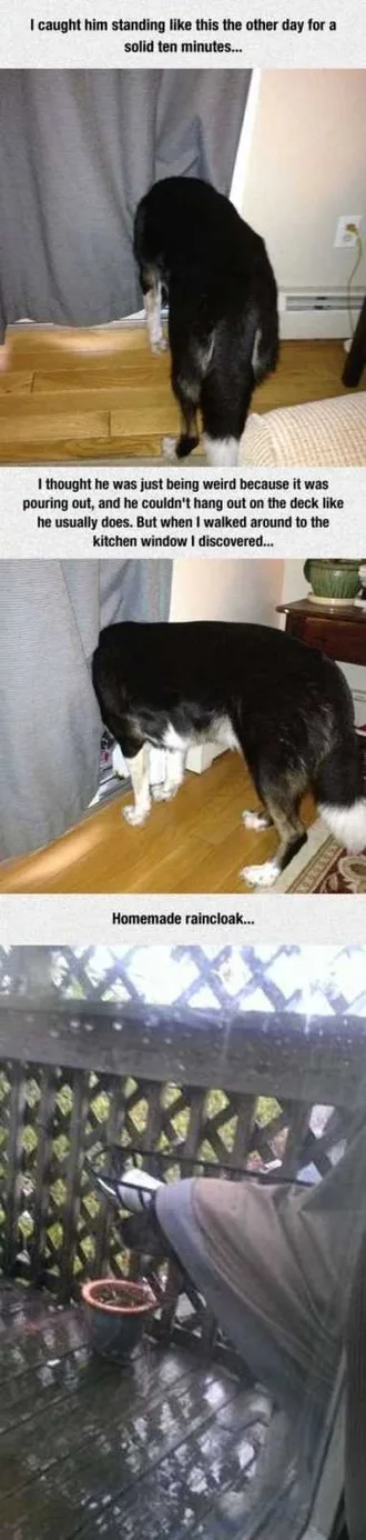 Funny Animals Cant Stop Laughing 119