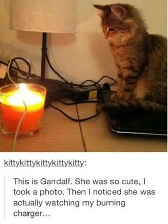 Funny Animals Cant Stop Laughing 120