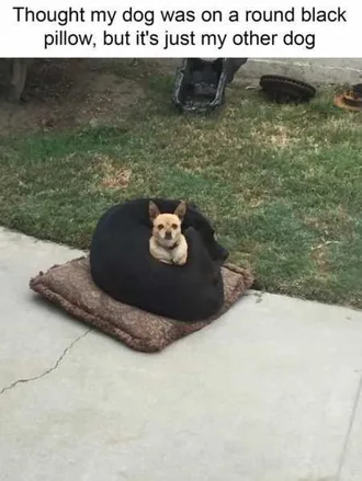 Funny Animals Cant Stop Laughing 121