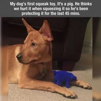 Funny Animals Cant Stop Laughing 122