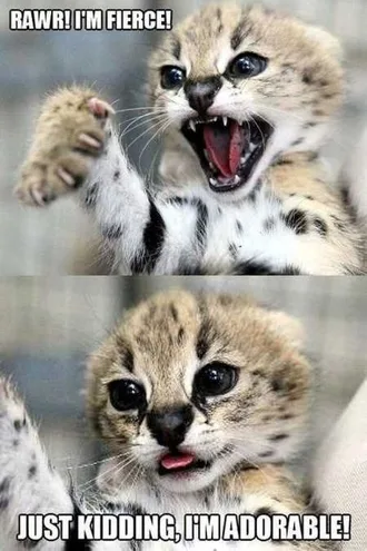 Funny Animals Cant Stop Laughing 123