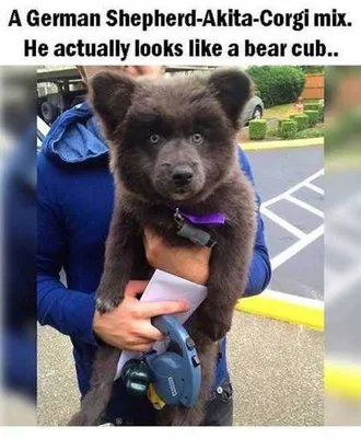 Funny Animals Cant Stop Laughing 124