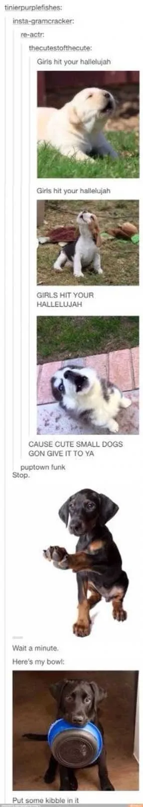 Funny Animals Cant Stop Laughing 125