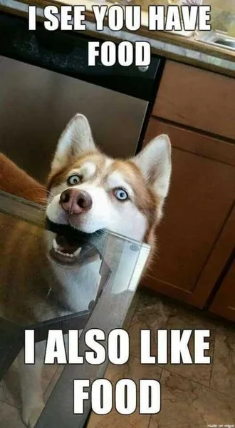 Funny Animals Cant Stop Laughing 127
