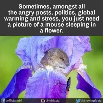 Funny Animals Cant Stop Laughing 129