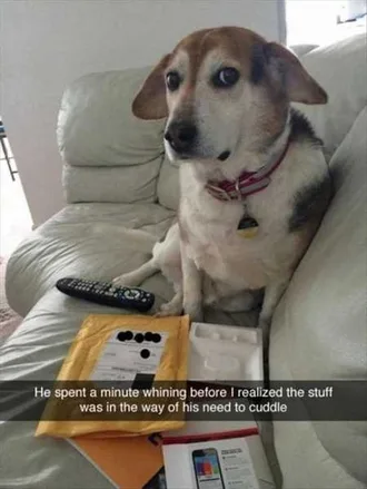 Funny Animals Cant Stop Laughing 131