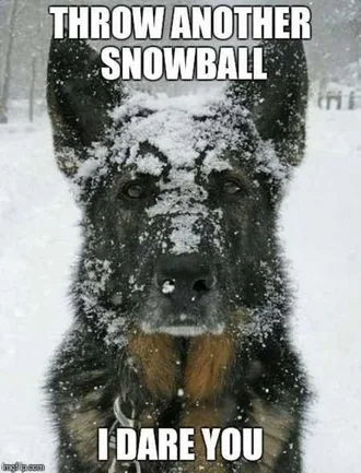 Funny Animals Cant Stop Laughing 132