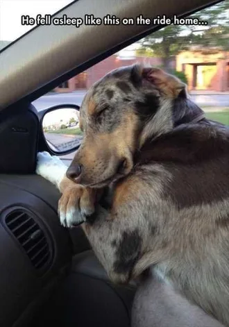 Funny Animals Cant Stop Laughing 133