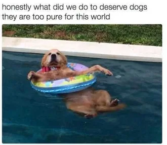 Funny Animals Cant Stop Laughing 134