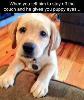 Funny Baby Animals 201