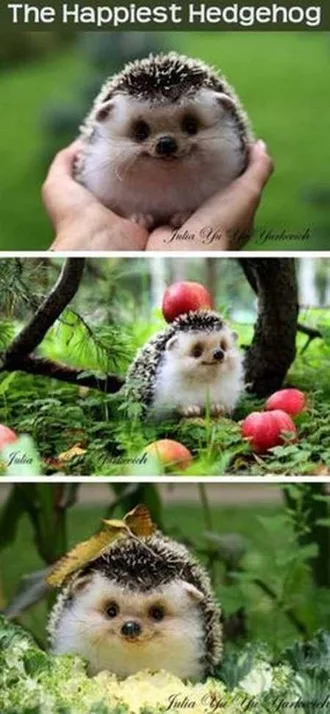 Funny Baby Animals 202