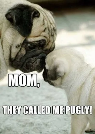 Funny Baby Animals 203