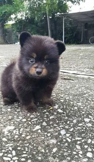 Funny Baby Animals 205