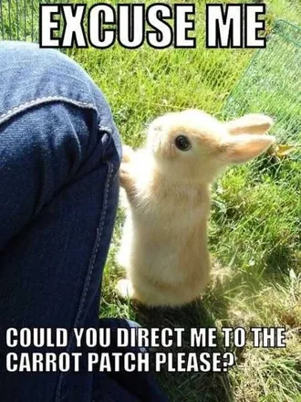 Funny Baby Animals 209