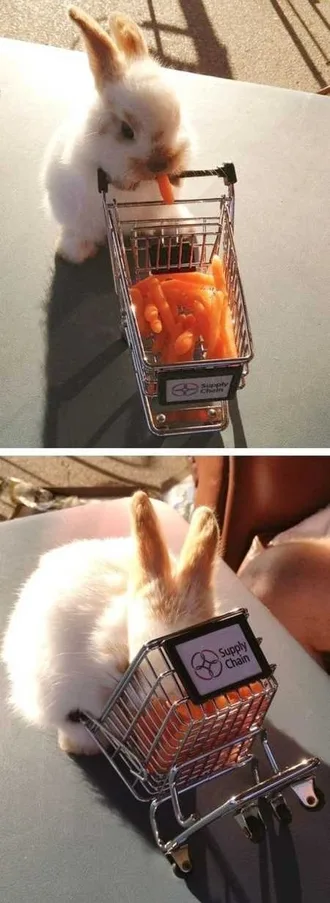 Funny Baby Animals 210