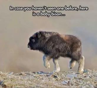Funny Baby Animals 211