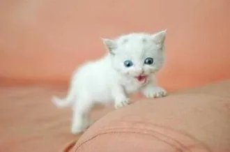Funny Baby Animals 212