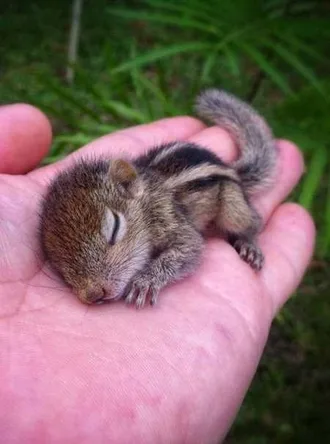 Funny Baby Animals 213