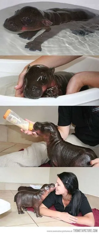 Funny Baby Animals 214