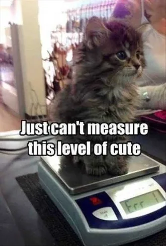 Funny Baby Animals 215