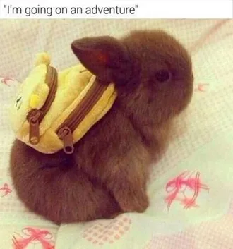 Funny Baby Animals 216