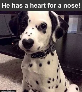 Funny Baby Animals 217