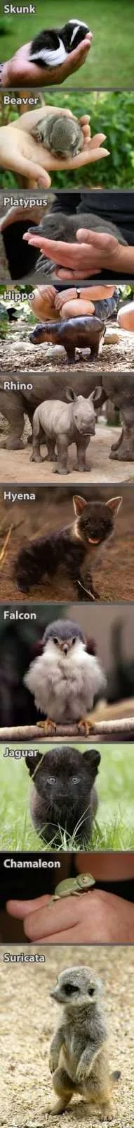Funny Baby Animals 218