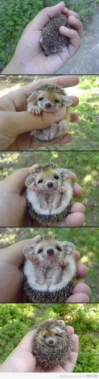 Funny Baby Animals 219