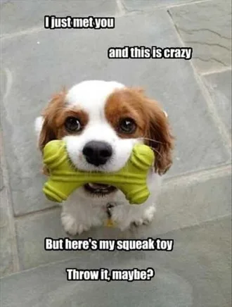 Funny Baby Animals 224