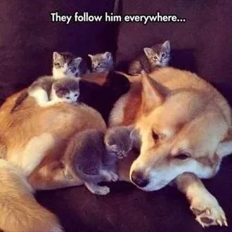 Funny Baby Animals 225