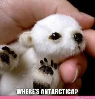 Funny Baby Animals 226