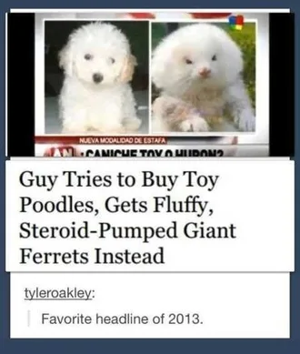 The Funniest Pictures You Will See All Day 338
